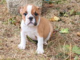3 chiots Bulldogs Anglais disponibles à l’achat (LOF)