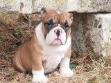 3 chiots Bulldogs Anglais disponibles à l’achat (LOF)