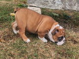 3 chiots Bulldogs Anglais disponibles à l’achat (LOF)
