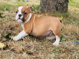 3 chiots Bulldogs Anglais disponibles à l’achat (LOF)