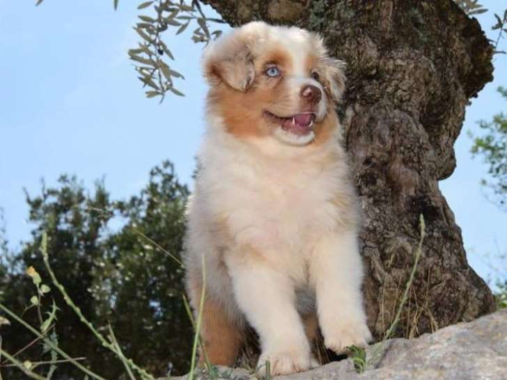 À réserver 7 chiots Bergers Australiens LOF