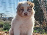 À réserver 7 chiots Bergers Australiens LOF