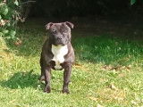 Chien adulte Staffordshire Bull Terrier à la robe noire LOF pour saillie
