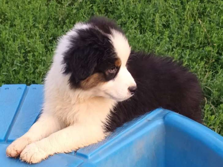 2 chiots Bergers Australiens mâles LOF tricolores disponibles à la vente