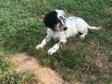 Un chiot Setter Anglais mâle tricolore disponible à la vente