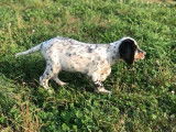 Un chiot Setter Anglais mâle tricolore disponible à la vente