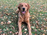 Mâle Golden Retriever disponible pour saillie