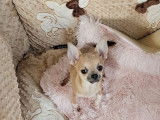 Un chiot mâle Chihuahua LOF à vendre