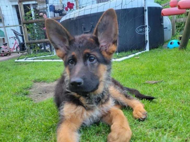Disponible à la vente, un chiot femelle Berger Allemand LOF