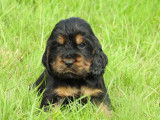 Des chiots Cockers Anglais LOF disponibles à la réservation