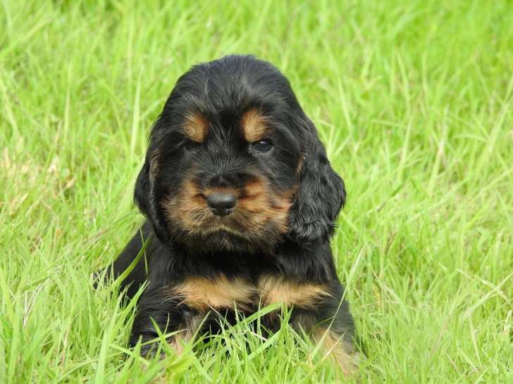 Des chiots Cockers Anglais LOF disponibles à la réservation