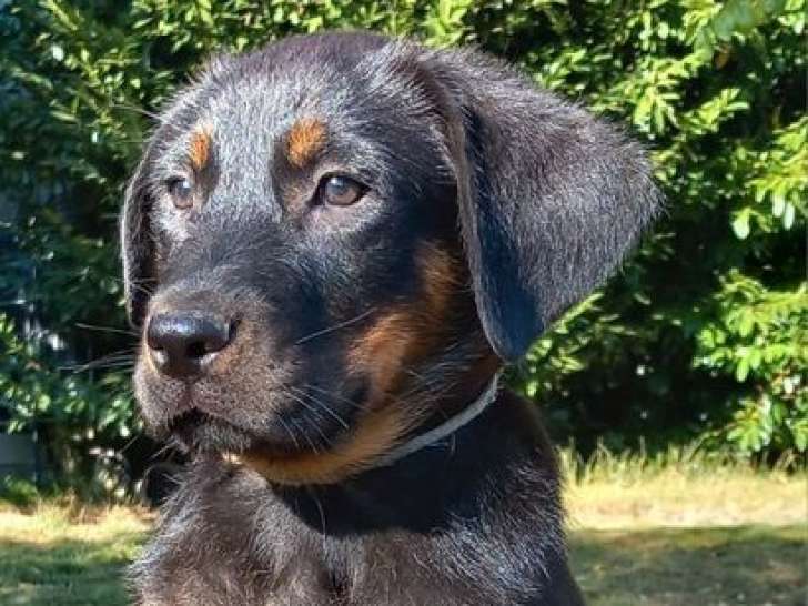 À vendre, 8 chiots Beaucerons LOF