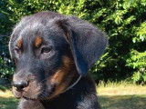 À vendre, 8 chiots Beaucerons LOF