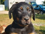 À vendre, 8 chiots Beaucerons LOF