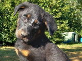 À vendre, 8 chiots Beaucerons LOF