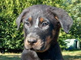 À vendre, 8 chiots Beaucerons LOF