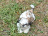 2 chiots mâles Shih Tzu LOF à réserver