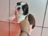 2 chiots mâles Shih Tzu LOF à réserver