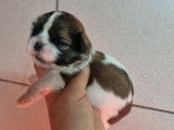 2 chiots mâles Shih Tzu LOF à réserver
