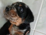 1 chiot Beauceron femelle LOF à réserver