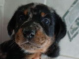 1 chiot Beauceron femelle LOF à réserver