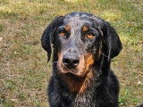 1 chiot Beauceron femelle LOF à réserver