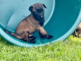 3 chiots mâles Bergers Belges Malinois LOF à vendre