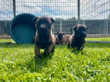 3 chiots mâles Bergers Belges Malinois LOF à vendre