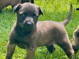 3 chiots mâles Bergers Belges Malinois LOF à vendre
