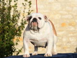 À vendre : une chienne Bulldog Anglais LOF