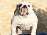 À vendre : une chienne Bulldog Anglais LOF