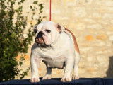 À vendre : une chienne Bulldog Anglais LOF