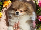 À vendre : un chiot mâle Spitz Nain Poméranien LOF