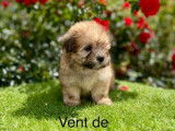 À vendre : des chiots Bichons Havanais LOF