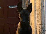8 chiots Malinois LOF à réserver
