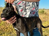 Un chiot femelle Cane Corso LOF à vendre