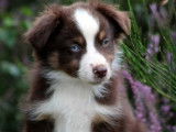 À réserver : 3 chiots Bergers Américains Miniatures LOF