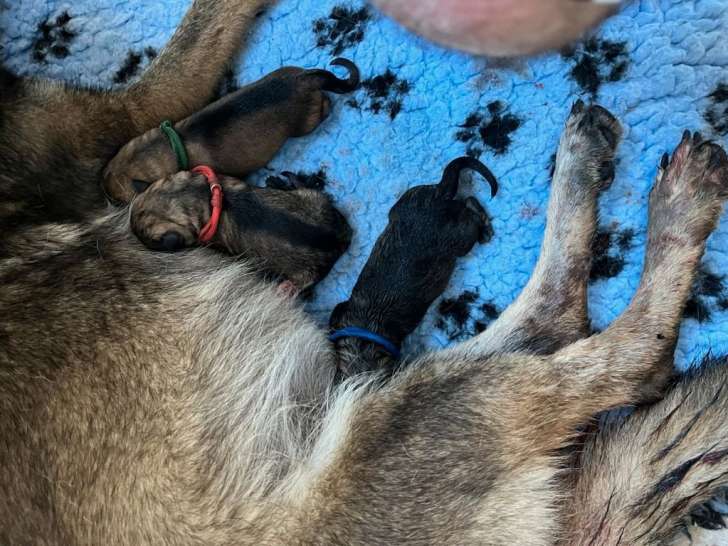 À réserver : 9 chiots Bergers Allemands LOF