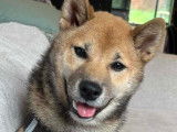 Chiot de race Shiba Inu mâle à vendre