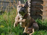 Ninho, mâle Bouledogue Français disponible pour saillie