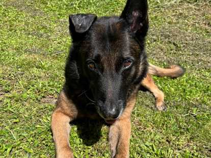 Mâle Berger Belge Malinois disponible pour saillie