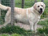 À vendre, un chien Labrador LOF