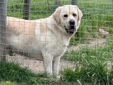 &Agrave; vendre, un chien Labrador LOF