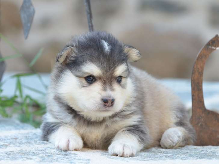 Des chiots Finnois de Laponie LOF à réserver