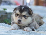 Des chiots Finnois de Laponie LOF à réserver