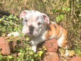 Un chiot mâle Bulldog Anglais LOF à vendre