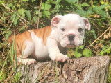 Un chiot mâle Bulldog Anglais LOF à vendre