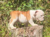 Un chiot mâle Bulldog Anglais LOF à vendre
