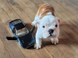 Un chiot mâle Bulldog Anglais LOF à vendre
