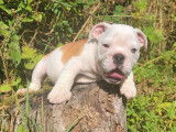 Un chiot mâle Bulldog Anglais LOF à vendre